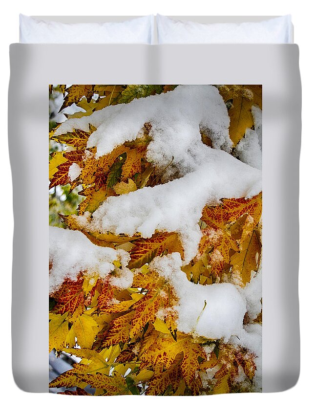 Tree Duvet Cover featuring the photograph Red Autumn Maple Leaves With Fresh Fallen Snow by James BO Insogna
