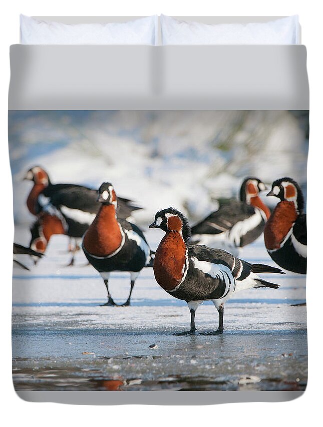 Animals In The Wild Duvet Cover featuring the photograph Red-breasted Goose, Group On Icy Lake by Mike Powles
