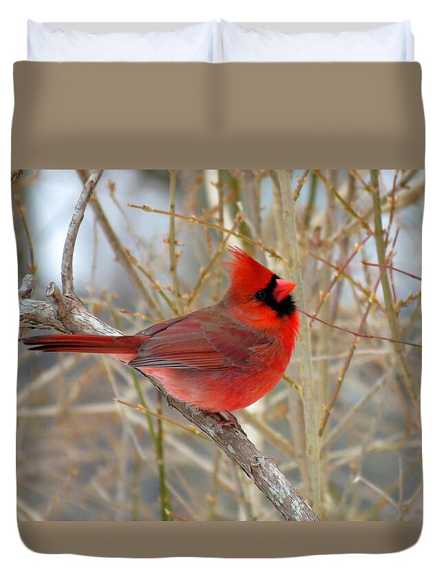Cardinal Duvet Cover featuring the photograph Red Cardinal in Winter by Dianne Cowen Cape Cod Photography