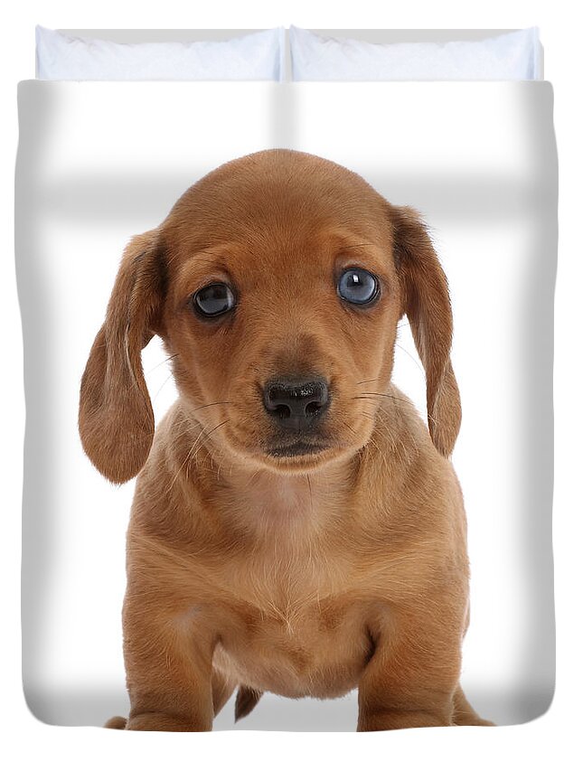 Dachshund Duvet Cover featuring the photograph Red Dachshund Puppy by Mark Taylor