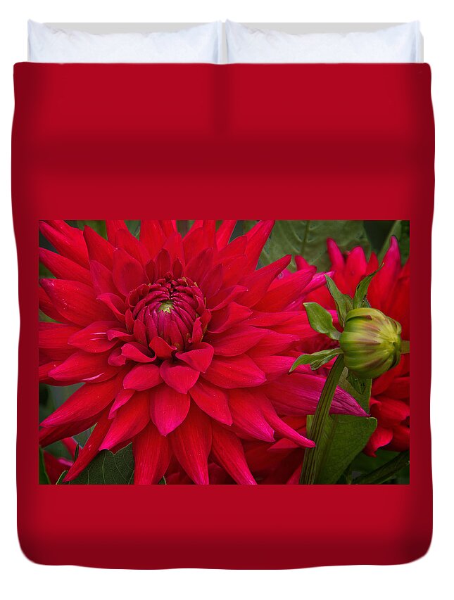Red Dahlia Duvet Cover featuring the photograph Red Dahlia by Jemmy Archer