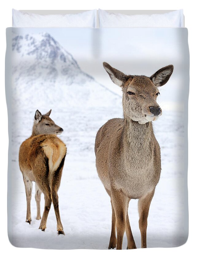 Deer Duvet Cover featuring the photograph Red Deer in the snow by Grant Glendinning