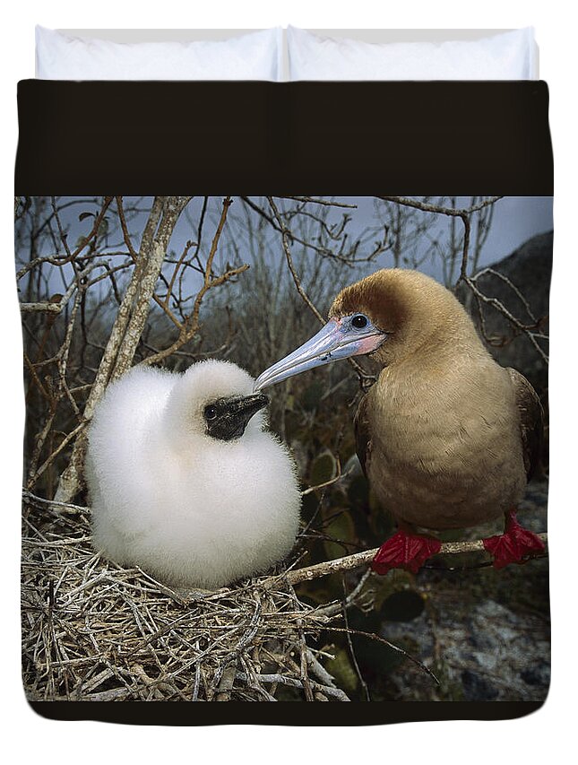Feb0514 Duvet Cover featuring the photograph Red-footed Booby And Chick Galapagos by Tui De Roy