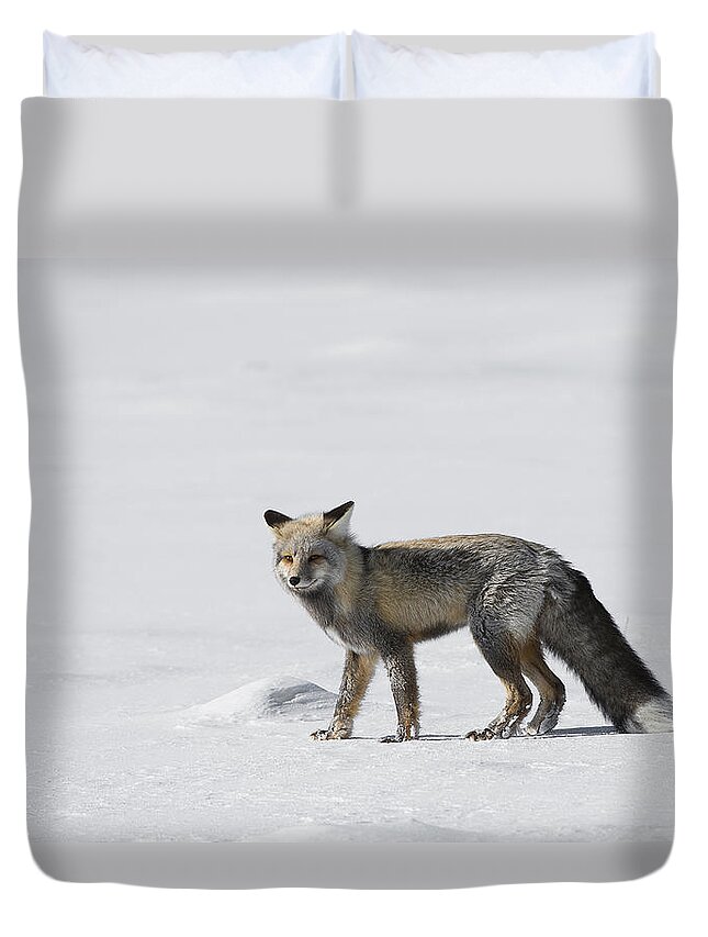 Yellowstone Duvet Cover featuring the photograph Red Fox of a Yellowstone Winter by Bill Cubitt