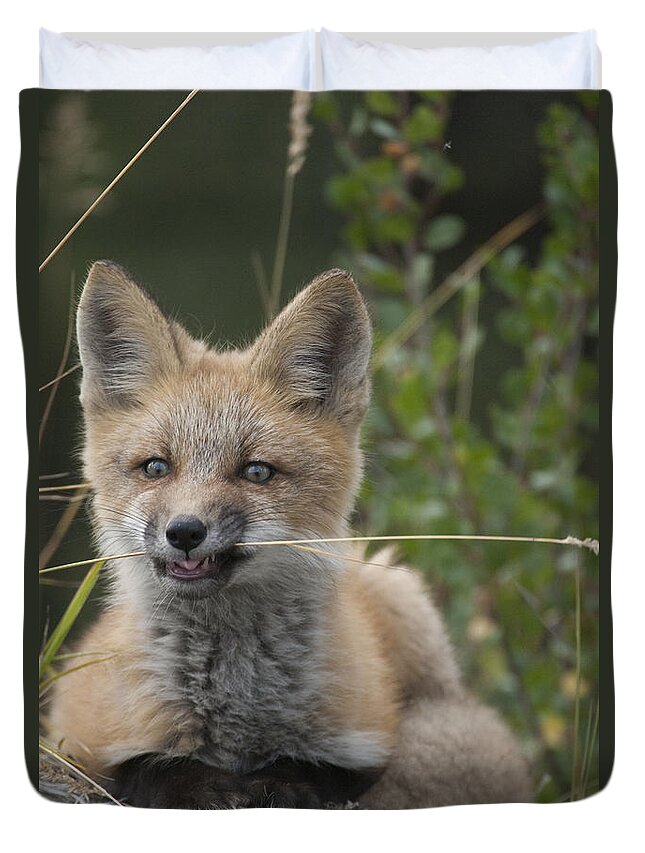 530772 Duvet Cover featuring the photograph Red Fox Pup Nibbling On Grass Alaska by Michael Quinton