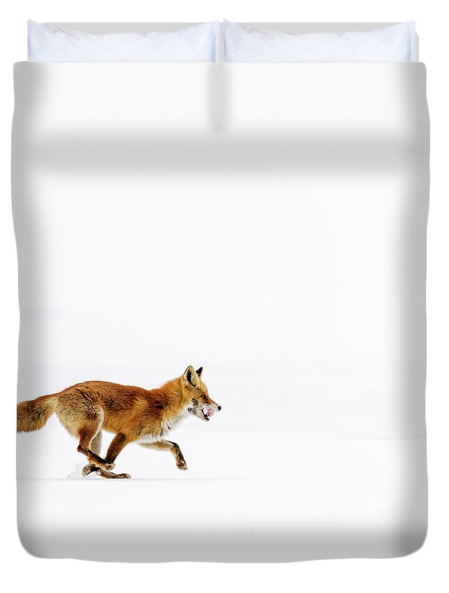 Hokkaido Duvet Cover featuring the photograph Red Fox Running In Snowy Landscape by Pixelchrome Inc