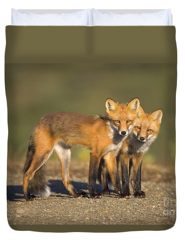 00440913 Duvet Cover featuring the photograph Red Fox Siblings in Denali by Yva Momatiuk John Eastcott