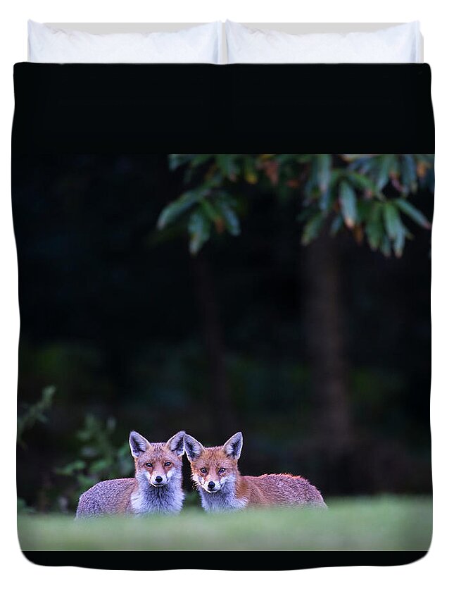 England Duvet Cover featuring the photograph Red Foxes At Edge Of Forest At Twilight by James Warwick