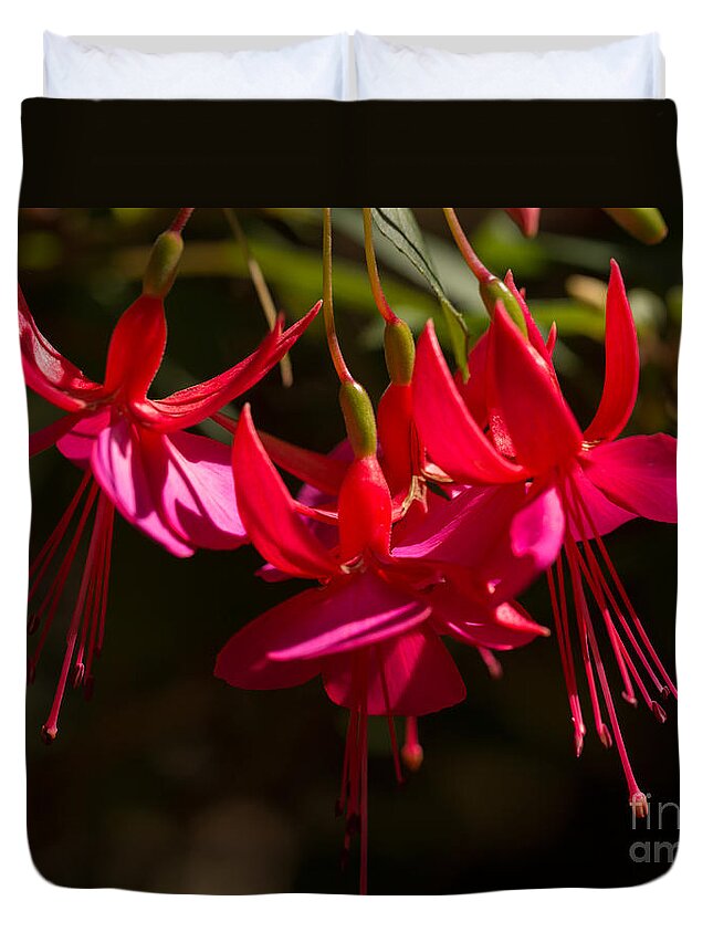 Red Fuchsia Duvet Cover featuring the photograph Red Fuchsia by Louise Heusinkveld