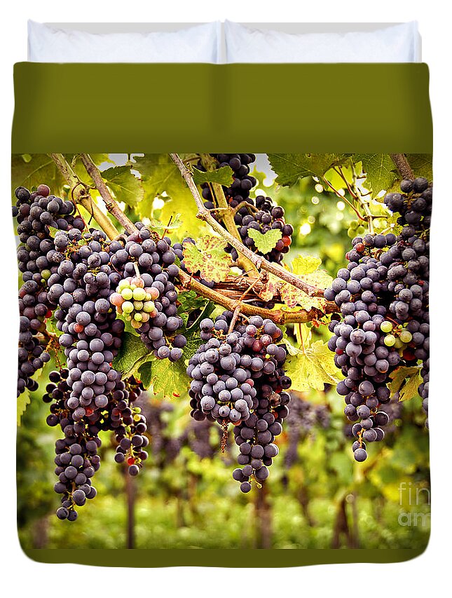 Grape Duvet Cover featuring the photograph Red grapes in vineyard by Elena Elisseeva