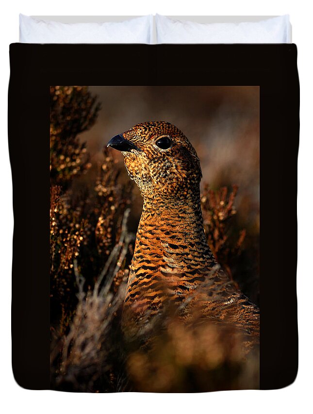 Red Grouse Duvet Cover featuring the photograph Red Grouse by Gavin Macrae