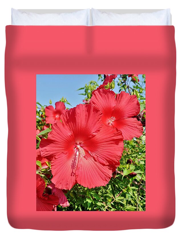 Hibiscus Duvet Cover featuring the photograph Red Hibiscus by Kim Bemis