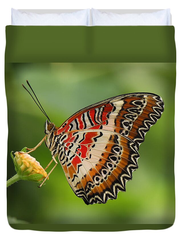 524801 Duvet Cover featuring the photograph Red Lacewing Butterfly Malaysia by Thomas Marent