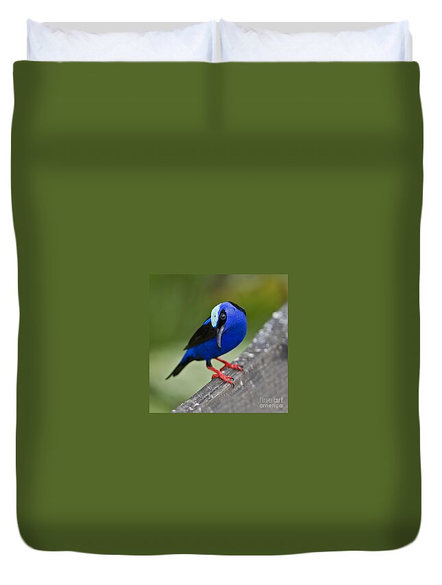Red-legged Honeycreeper Duvet Cover featuring the photograph Red-legged Honeycreeper.. by Nina Stavlund