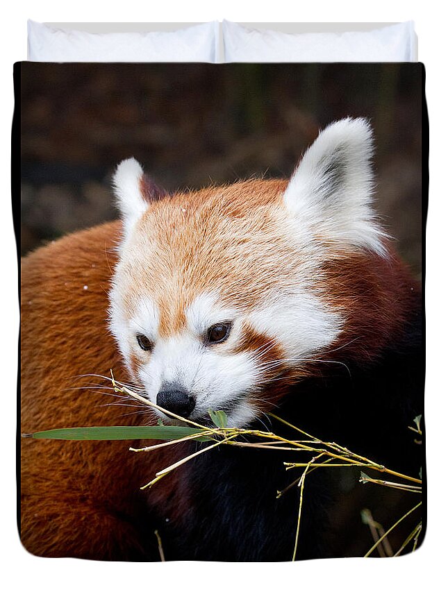 Animal Duvet Cover featuring the photograph Red Panda Ailurus Fulgens In Captivity by David Kenny