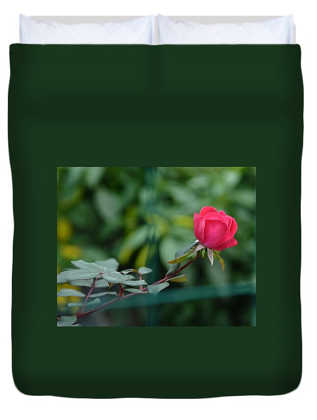 Rosa Berberfolia Duvet Cover featuring the photograph Red Rose I by Lisa Phillips