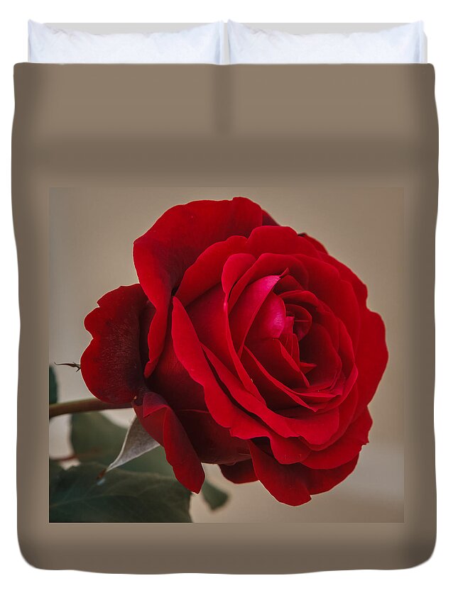 Florida Duvet Cover featuring the photograph Red Rose by Jane Luxton