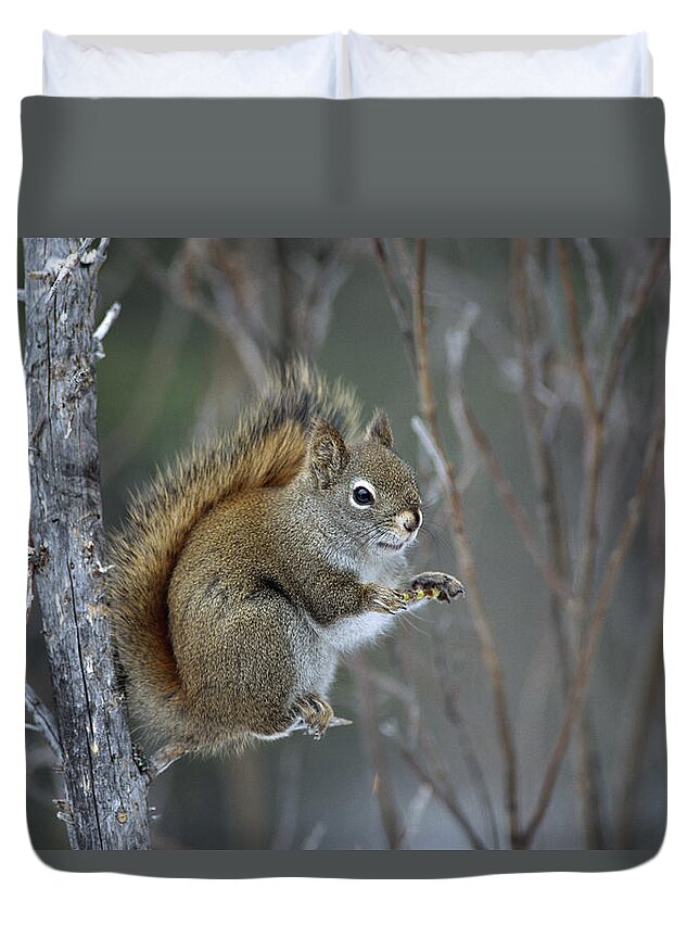 Feb0514 Duvet Cover featuring the photograph Red Squirrel Feeding On Willows Alaska by Michael Quinton