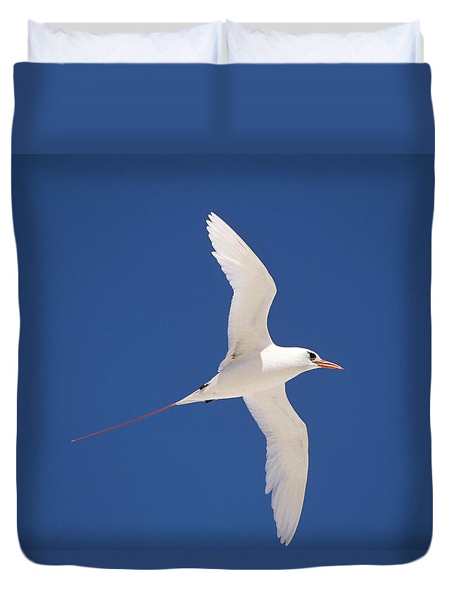 Feb0514 Duvet Cover featuring the photograph Red-tailed Tropicbird Flying Midway by Tui De Roy
