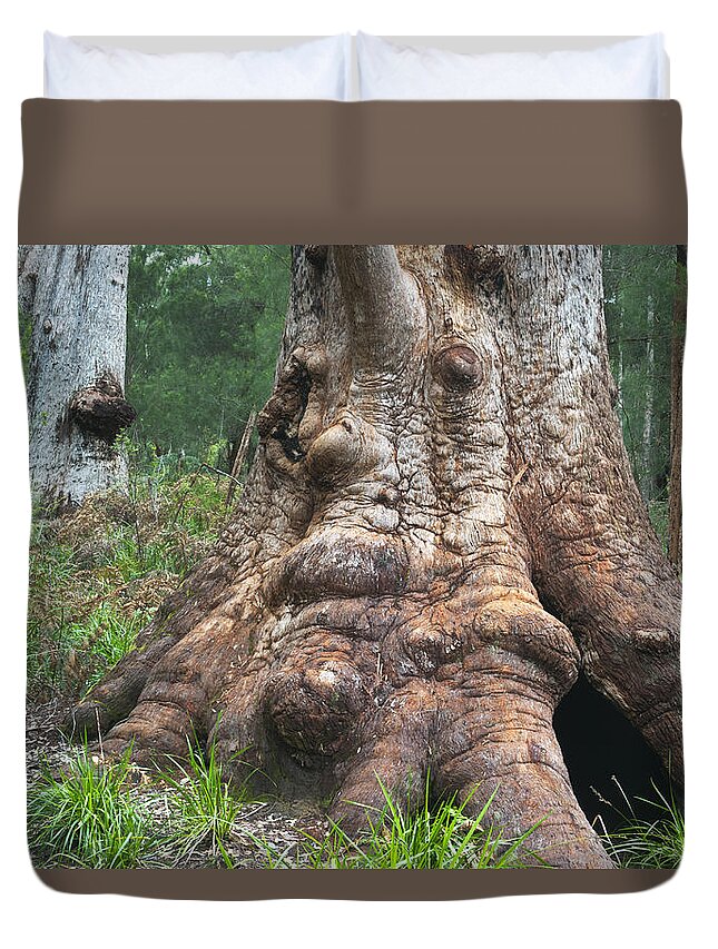 531576 Duvet Cover featuring the photograph Red Tingle Tree Walpole-nornalup by Kevin Schafer
