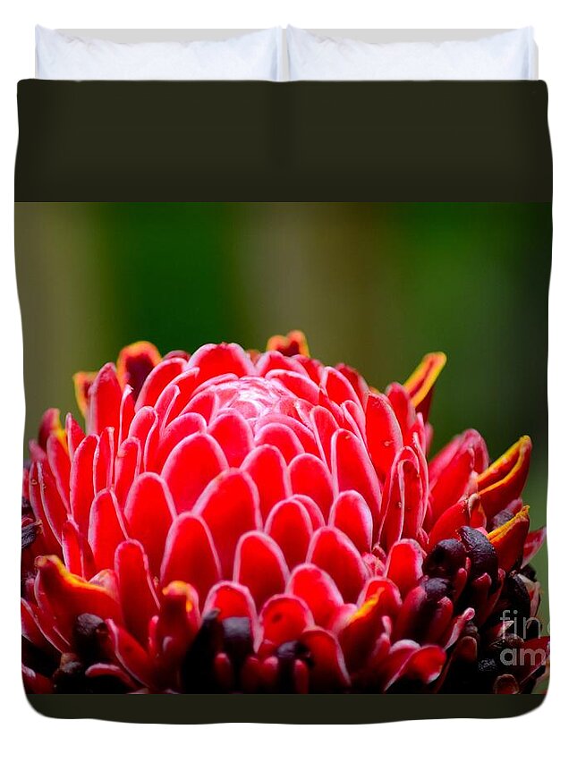 Ginger Duvet Cover featuring the photograph Red Torch Ginger Flower head from tropics Singapore by Imran Ahmed