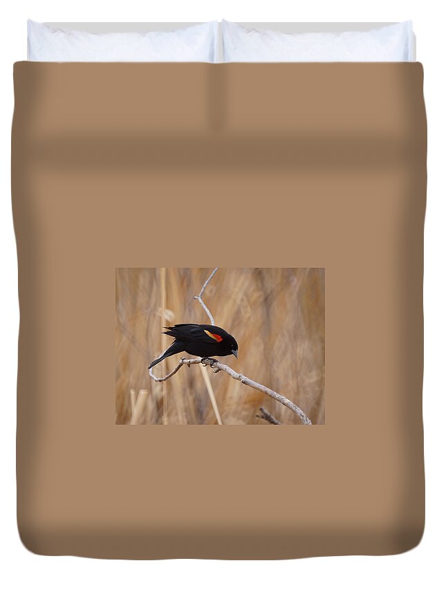 Red Winged Blackbird Duvet Cover featuring the photograph Red Winged Blackbird 1 by Ernest Echols