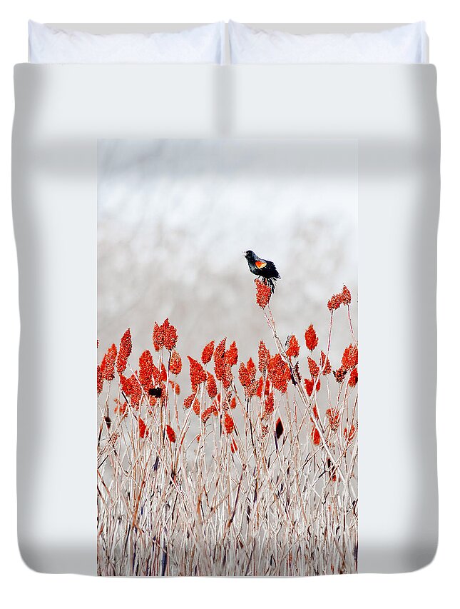 Dunns Marsh Duvet Cover featuring the photograph Red Winged Blackbird On Sumac by Steven Ralser