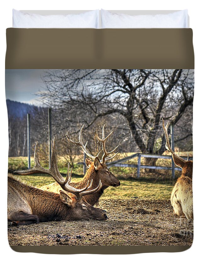 Reindeer Duvet Cover featuring the photograph Reindeer Rest by Brenda Giasson