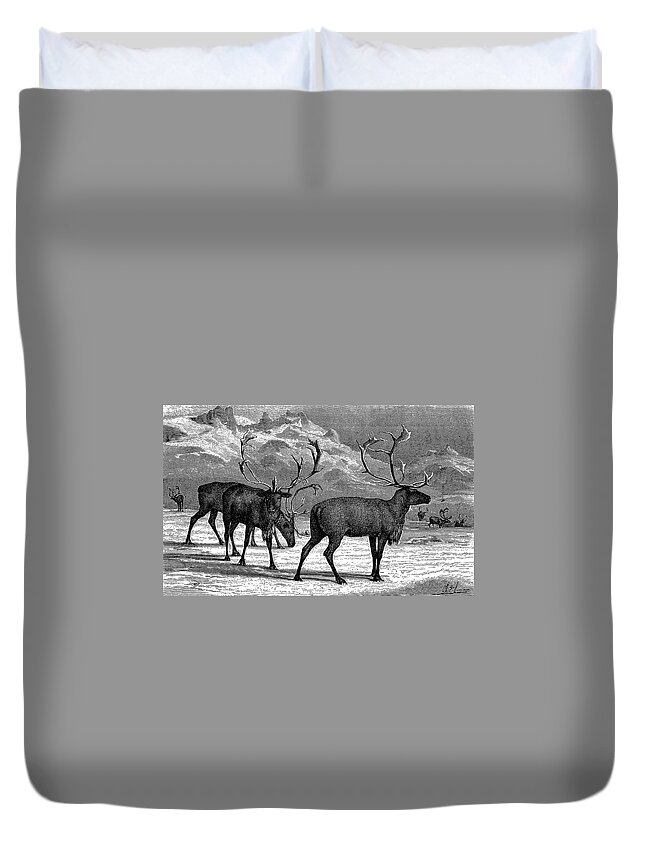 Engraving Duvet Cover featuring the digital art Reindeers by Ilbusca