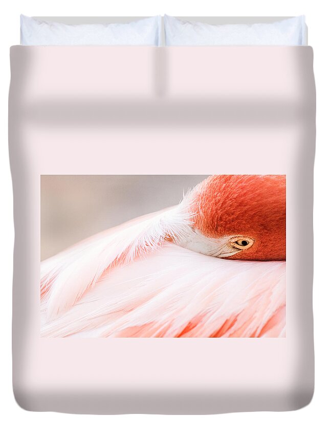 Bird Duvet Cover featuring the photograph Resting Flamingo by Don Johnson