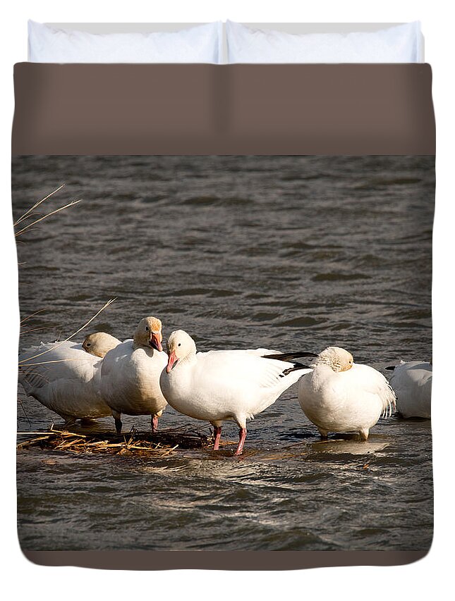 Goose Duvet Cover featuring the photograph Resting Snow Geese by Kristia Adams
