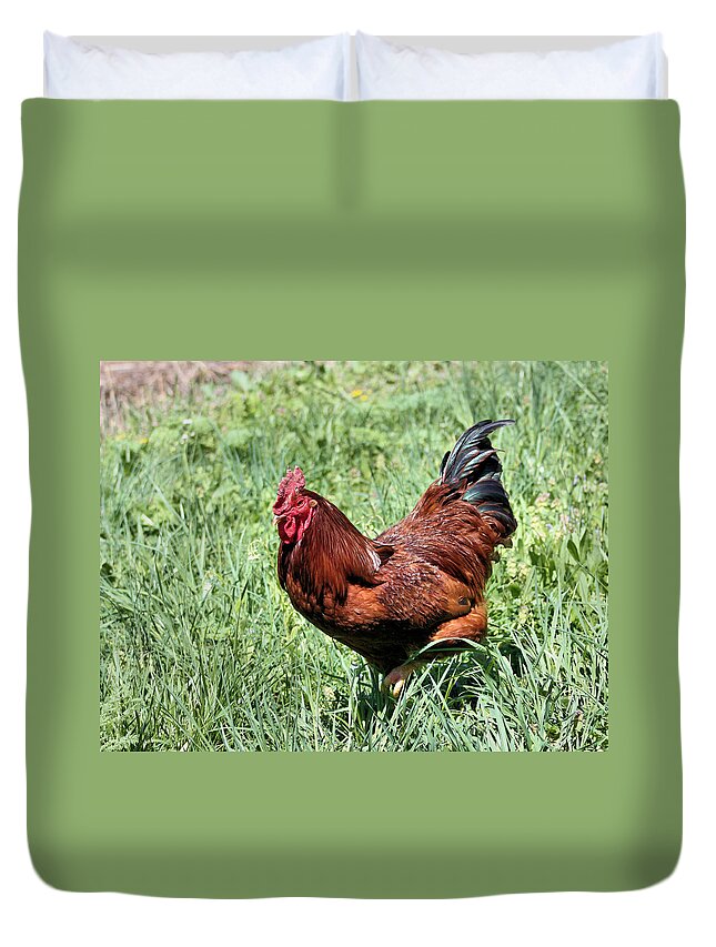 Rooster Duvet Cover featuring the photograph Rhode Island Red by Kristin Elmquist