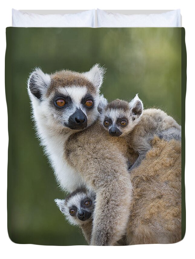 Feb0514 Duvet Cover featuring the photograph Ring-tailed Lemur And Twins Madagascar by Suzi Eszterhas