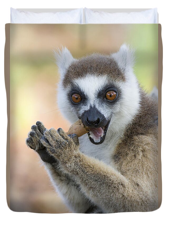 Feb0514 Duvet Cover featuring the photograph Ring-tailed Lemur Cracking Seed Pod by Suzi Eszterhas