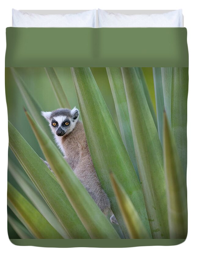 00621082 Duvet Cover featuring the photograph Ring Tailed Lemur Peeking by Cyril Ruoso