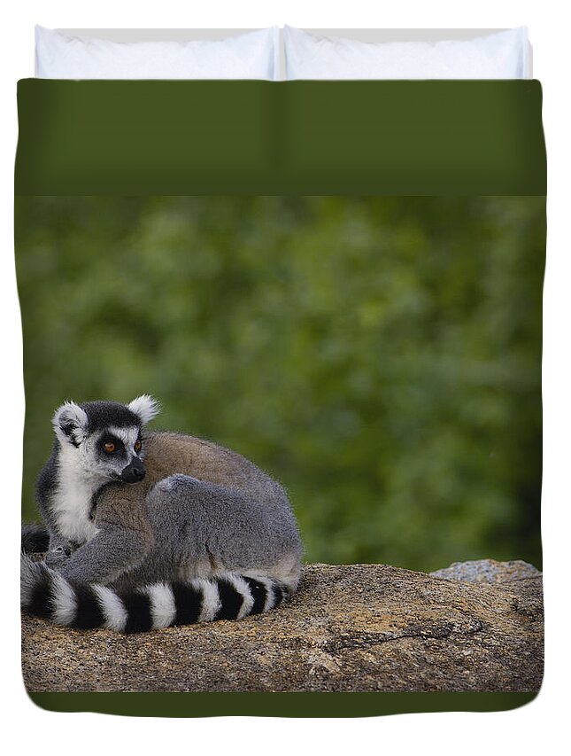 Feb0514 Duvet Cover featuring the photograph Ring-tailed Lemur Resting On Rocks by Pete Oxford