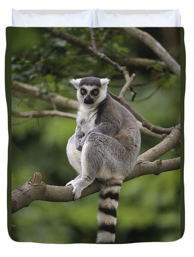 Feb0514 Duvet Cover featuring the photograph Ring-tailed Lemur Sitting Madagascar by Gerry Ellis