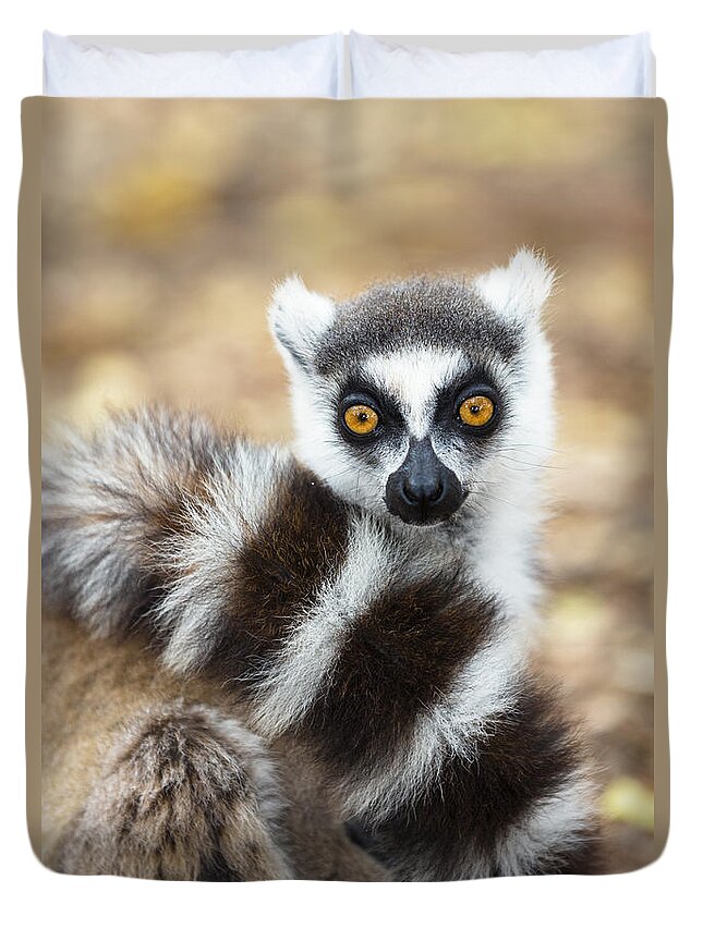 Feb0514 Duvet Cover featuring the photograph Ring Tailed Lemur Wrapped In Tail by Konrad Wothe