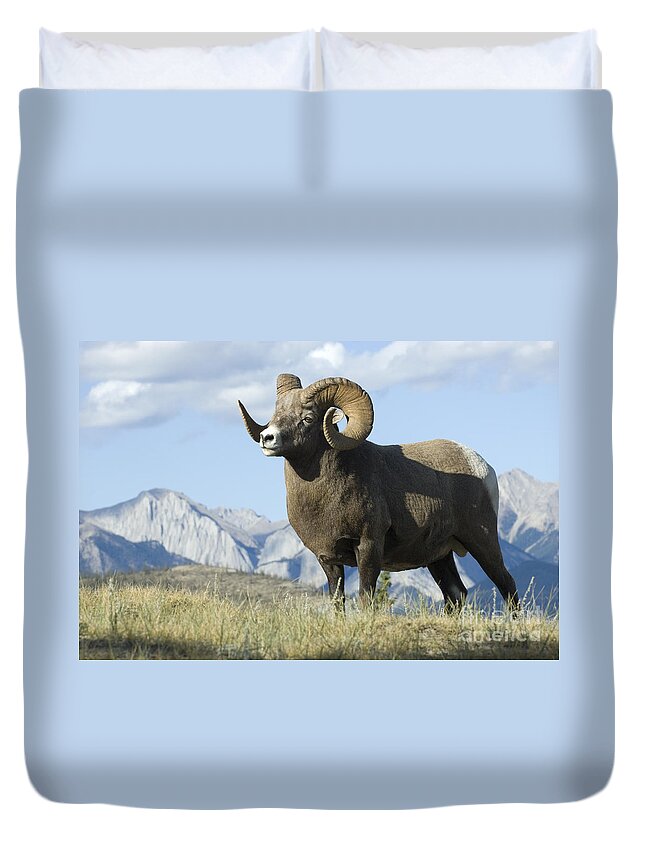 Big Horn Sheep Duvet Cover featuring the photograph Rocky Mountain Big Horn Sheep by Bob Christopher