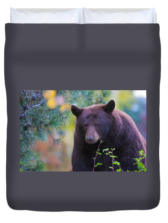 Bear Duvet Cover featuring the photograph Rollingstone by Kevin Dietrich