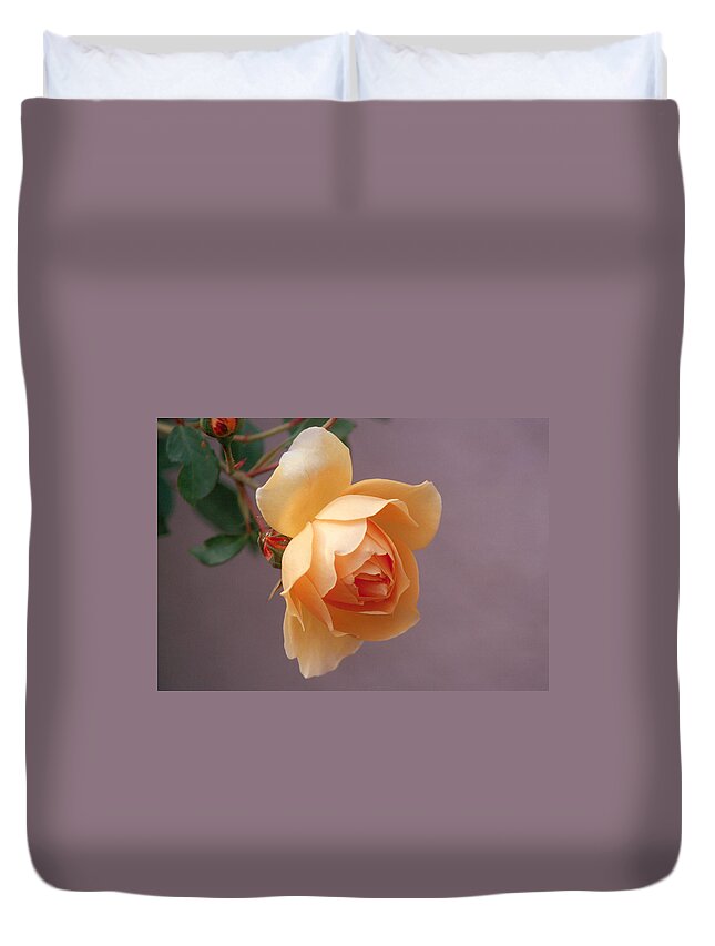 Flower Duvet Cover featuring the photograph Rose 4 by Andy Shomock