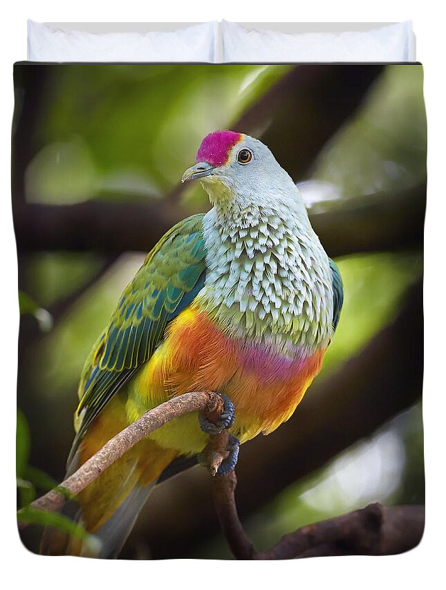 Martin Willis Duvet Cover featuring the photograph Rose-crowned Fruit-dove Australia by Martin Willis