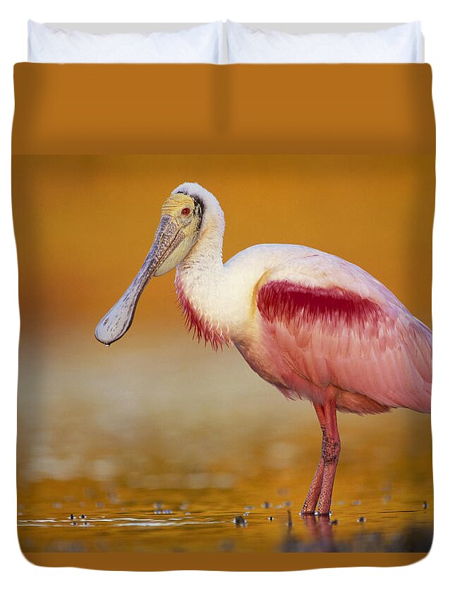 00171406 Duvet Cover featuring the photograph Roseate Spoonbill in Breeding Plumage by Tim Fitzharris