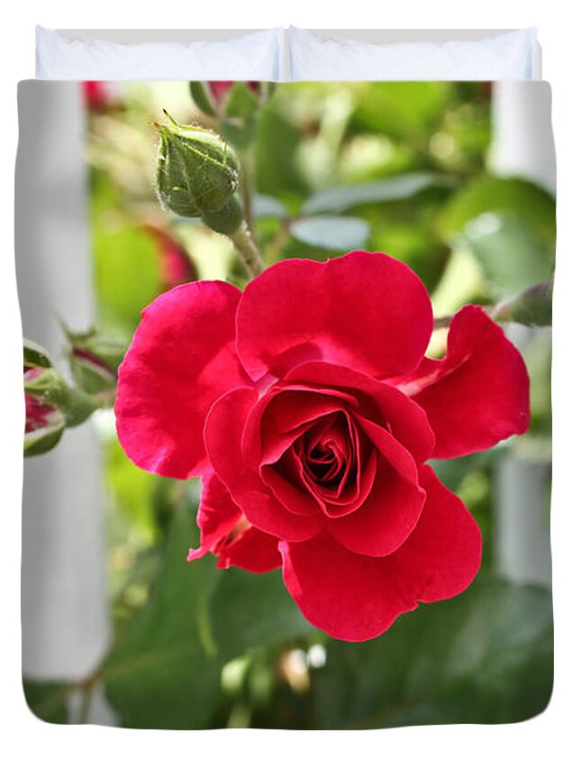 Red Rose Photographs Duvet Cover featuring the photograph Roses Are Red by Joann Copeland-Paul