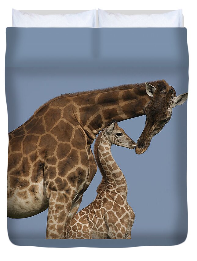 00455712 Duvet Cover featuring the photograph Rothschild Giraffe and Calf Nuzzling by Zssd