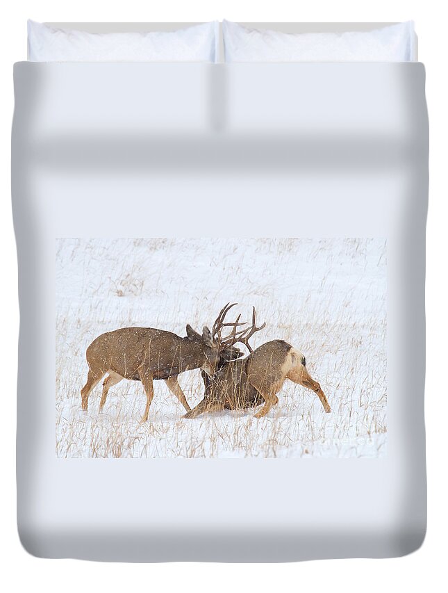 Mule Deer Buck Duvet Cover featuring the photograph Rubber Necking by Jim Garrison