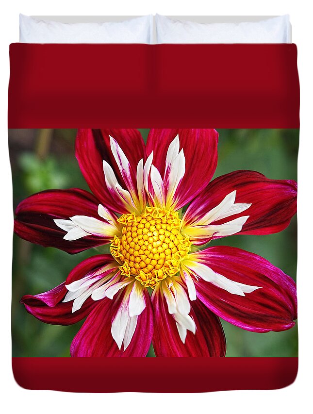 Red Flower Duvet Cover featuring the photograph Ruby Glow by Gill Billington
