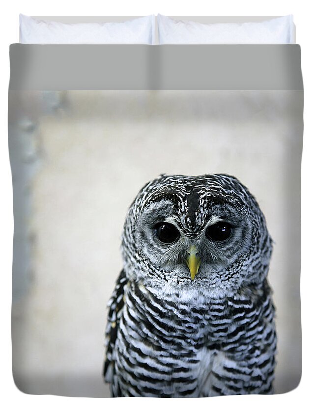 Alertness Duvet Cover featuring the photograph Rufous-legged Owl by Digipub