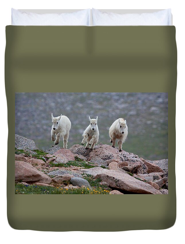 Mountain Goats; Posing; Group Photo; Baby Goat; Nature; Colorado; Crowd; Baby Goat; Mountain Goat Baby; Happy; Joy; Nature; Brothers Duvet Cover featuring the photograph Running Scared by Jim Garrison