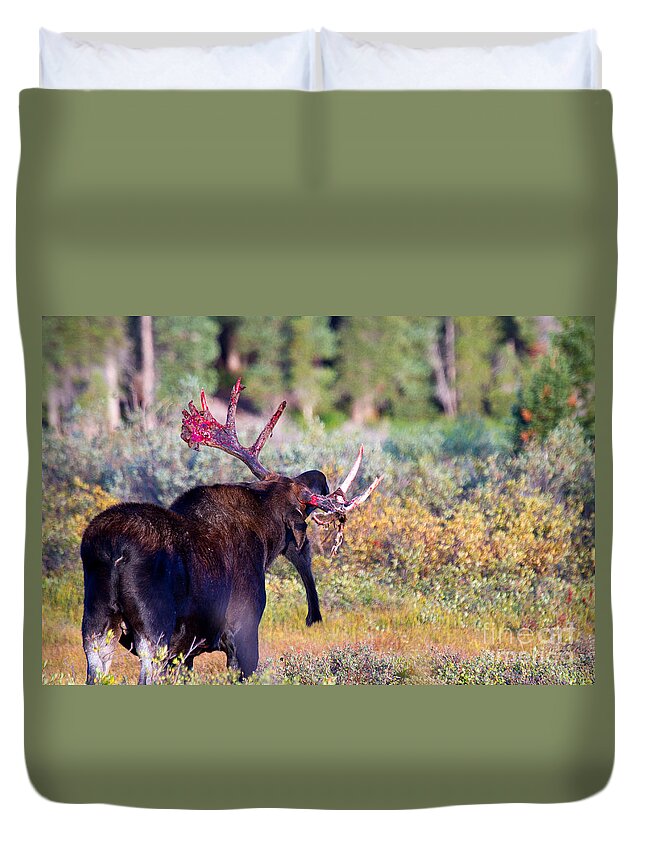 Moose Duvet Cover featuring the photograph Sabre Rattling by Jim Garrison